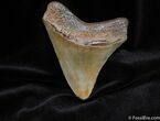 Inch Megalodon Tooth - Absolute Beauty #83-2
